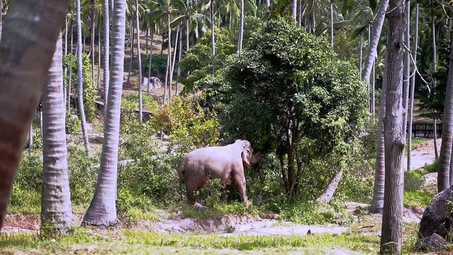 Asian elephant pulls off tree branch with trunk in tropical jungle.