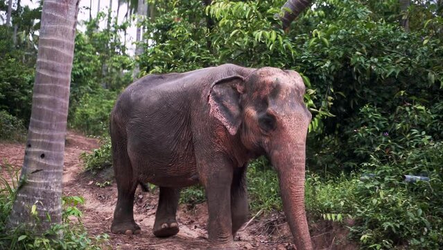 Asian elephant striding on dirt path through tropical Thailand jungle.