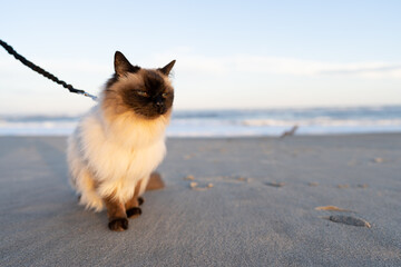 Balinese cat sitting on beach