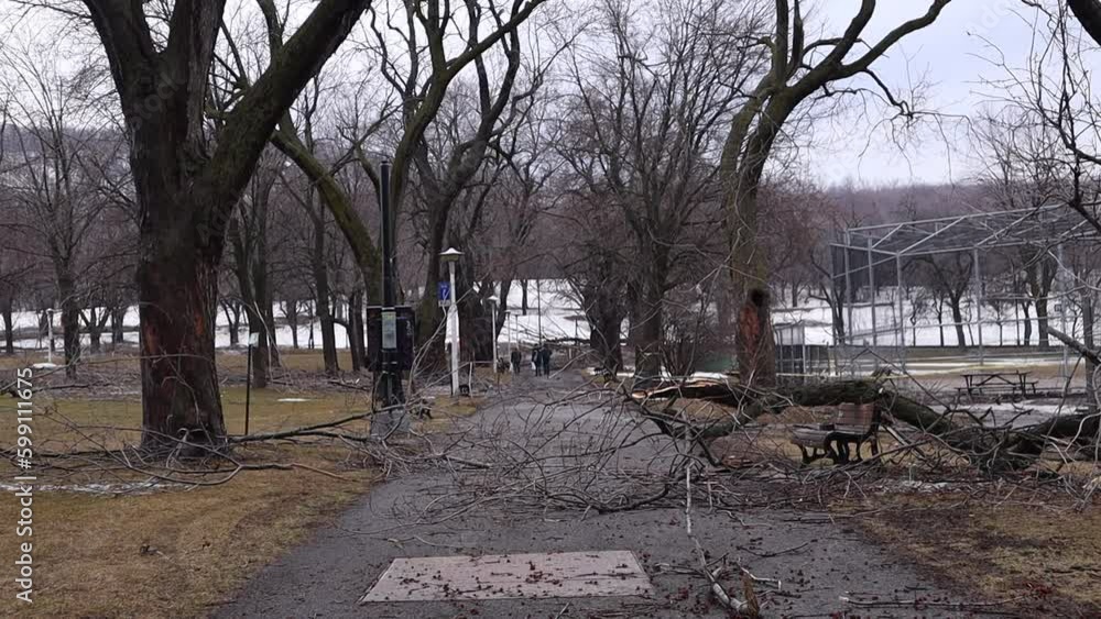 Poster splintered tree blocking park path in montreal during winter. static wide shot