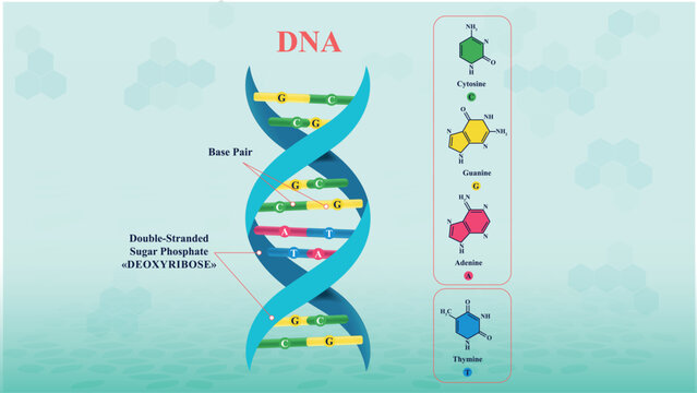 The Structure of DNA Molecule and Genetic Information, Spiral Deoxyribonucleic acid DNA
