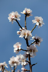 Obraz premium Flores de almendro