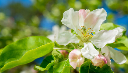 apple blossom flower close up for banner background