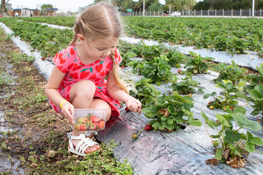 A smiling Little girl picks strawberries on the U-pick strawberry farm.