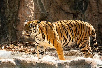 Fototapeta premium Portrait of Indochinese Tiger is looking for prey (Panthera tigris corbetti) in the natural zoo.Amazing tiger in the nature habitat.Wild dangerous animal concept.
