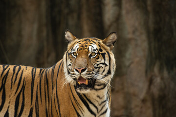 Portrait of Indochinese Tiger is looking for prey (Panthera tigris corbetti) in the natural zoo.Amazing tiger in the nature habitat.Wild dangerous animal concept.