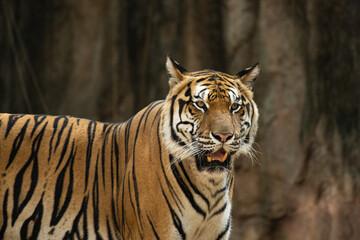 Portrait of Indochinese Tiger is looking for prey (Panthera tigris corbetti) in the natural zoo.Amazing tiger in the nature habitat.Wild dangerous animal concept.