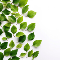 Free photos of green leaves with white background