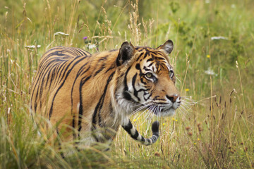 Sumatran tiger