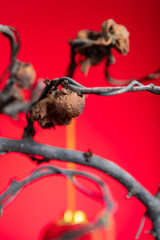 faded Chaenomeles japonica Lindl. on a red background at vertical composition