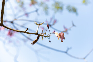faded Tabebuia Rosea or Tabebuia Chrysantha Nichols