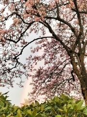 Fototapeta premium Blossoming Tree