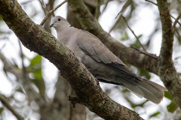A mourning dove standing on a branch