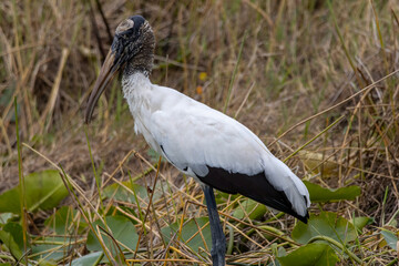 A woodstork standing along the water's edge