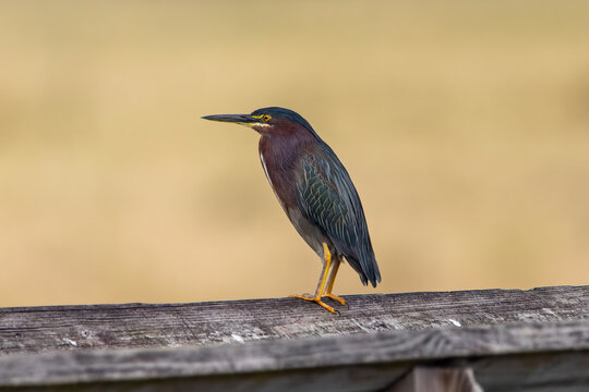 A green herron standing on a wooden rail