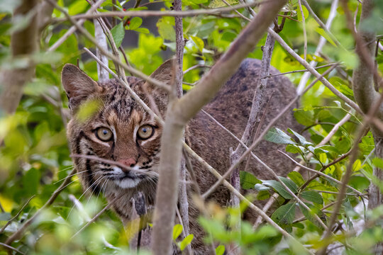 A florida bobcat staring through some bushes