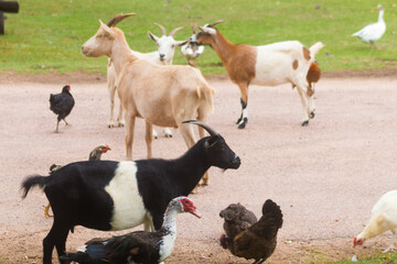 Varios animales sueltos en una granja
