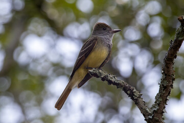 A great crested flycatcher perched on a branch