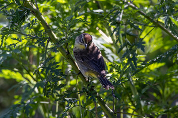 A western palm warbler in a bush