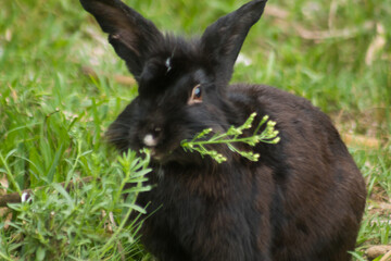 conejo negro comiendo hierbas en una granja
