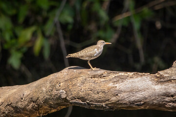 A spotted sandpiper standing on a log