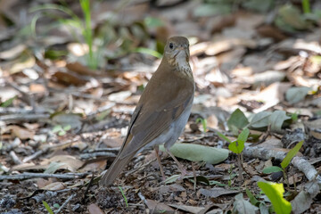 A veery standing on the ground and looking into the camera