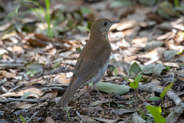 A veery standing on the ground from the back