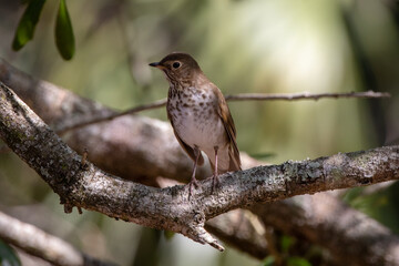 A swainson's thrush standing on a shaded branch