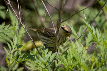 A female cape may warbler looking for some food