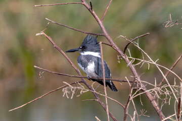 A belted kingfisher overlooking the marshes