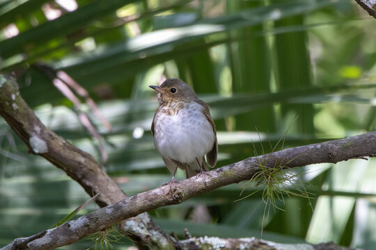 A swainson's thrush perched on a branch