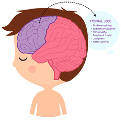 frontal lobe brain - obrazy, fototapety, plakaty
