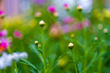 Pink pyrethrum flowers close up