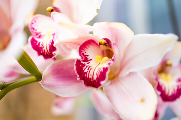 Fototapeta na wymiar Beautiful pink orchid flower close up