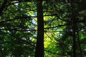 Sun shining through trees