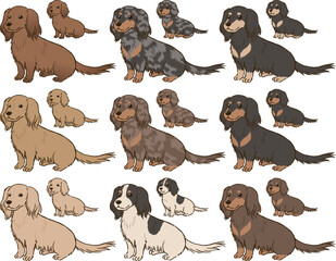 Obraz premium 色々な毛色のダックスフンド（ロングコート）