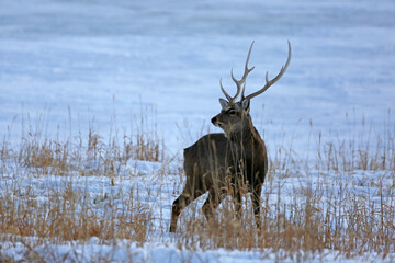 deer stag