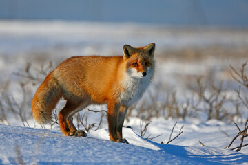 red fox in snow