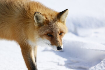 red fox in snow