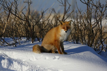red fox in snow