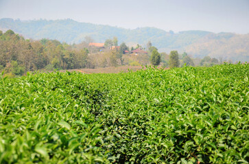 Fototapeta na wymiar View landscape rural countryside and farmland garden park on mountain for thai people and foreign travelers travel visitand rest relax of Choui Fong Tea Plantation at Mae Chan in Chiang Rai, Thailand