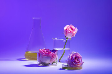 The concept of natural cosmetics from rose ingredient. Erlenmeyer flask, beaker and petri dish...