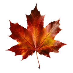 Obraz premium autumn maple leaf