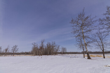 Fototapeta na wymiar Wintry Landscape of Elk Island National Park