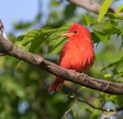 Male Summer Tanager (Piranga rubra) Perched On Tree Branch, Galveston, Texas