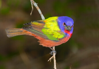 Painted bunting (Passerina ciris) close up