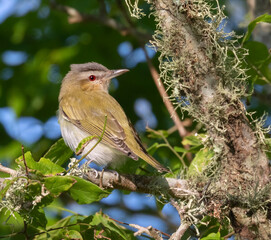The red-eyed vireo (Vireo olivaceus)