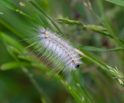 Virginian tiger moth (Spilosoma virginica) caterpillar on grass, Brazos Bend State Park,