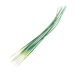 Obraz na płótnie Canvas Vector illustration of green onions.