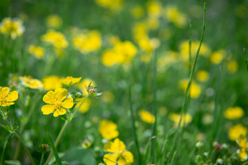 Fototapeta premium 春の黄色い花